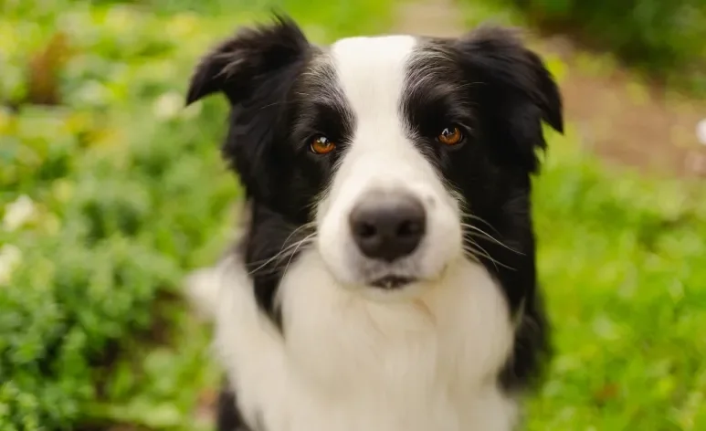 As raças de cachorro mais saudáveis geralmente são muito ativas