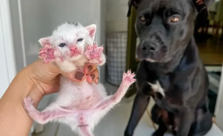 Relação entre gatinhos e cão da raça Pitbull é cheio de carinho e respeito (Créditos: Instagram/ @willpitbull)