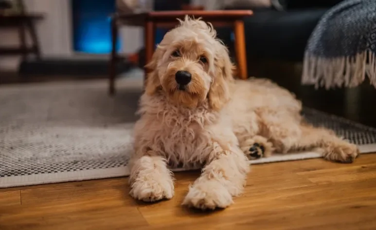 Com a adoção de cachorro, o pet pode levar algum tempo para se acostumar na nova casa