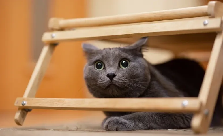 A audição dos gatos é muito sensível e por isso alguns barulhos podem ser incômodos