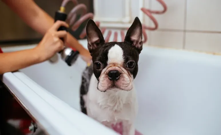 A frequência adequada do banho em cachorro de pelo curto pode variar