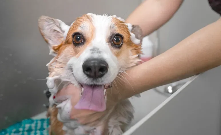 O banho em cachorro feito em casa também pode deixar o cão super cheiroso. Saiba como!