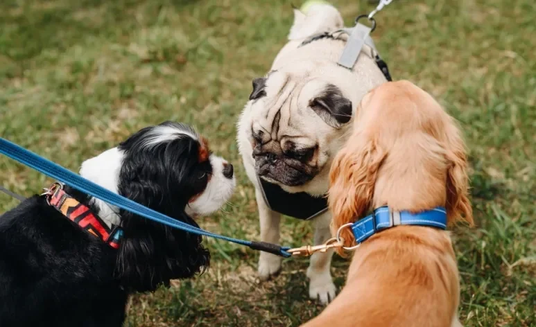 Evolução dos cachorros ganha nova etapa: saiba quais adaptações os cães atuais apresentam