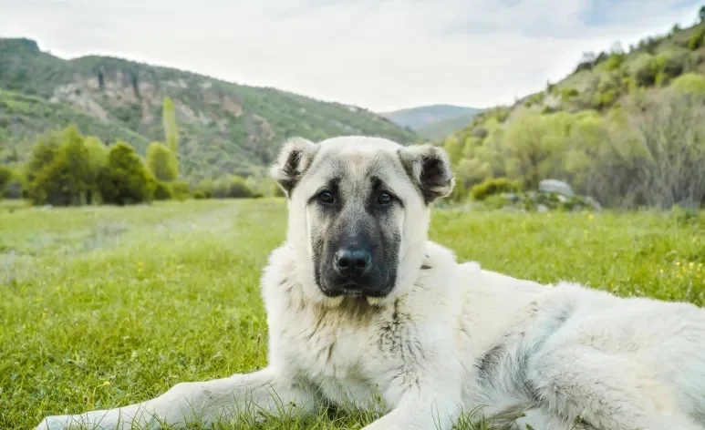 Confira quais são os cachorros mais perigosos do mundo