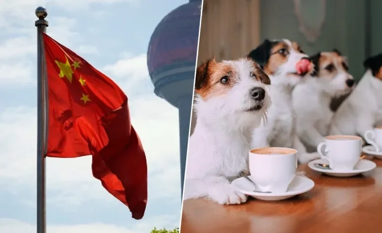 Creches para cachorro e ambientes pet friendly crescem na China e no mundo