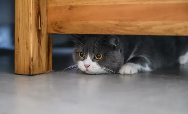 Seu gato se esconde quando está doente? Saiba o motivo!