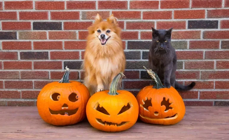 Confira algumas ideias de fantasias para o Halloween pet