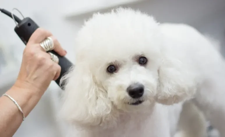 A máquina para tosar cachorro não é muito difícil de ser usada