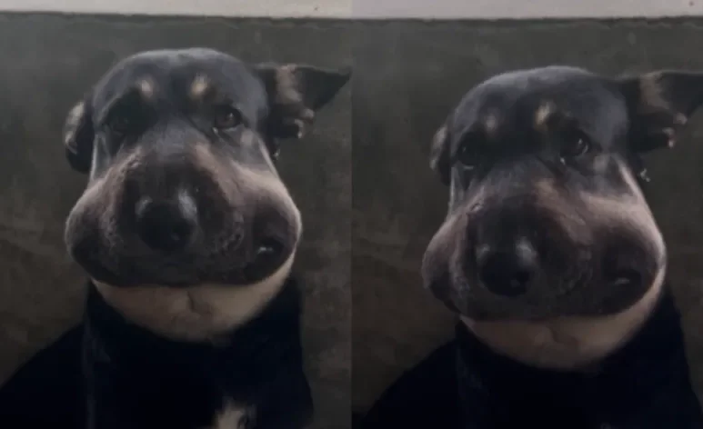 A picada de cobra em cachorro é perigosa e pode ser fatal (Créditos: Instagram/ @andreiappieruccini)