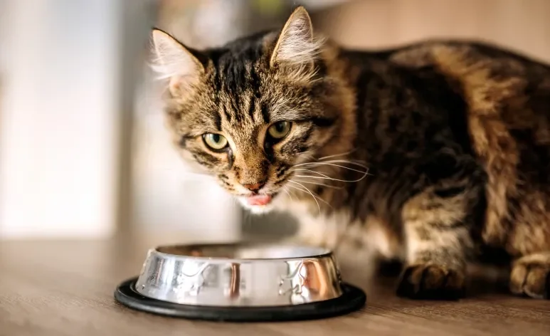 As formigas se sentem atraídas pelo cheiro da ração de gato