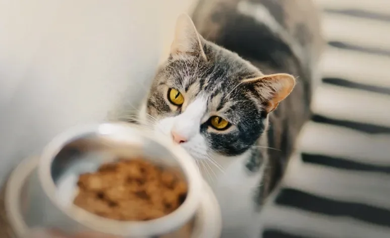 A ração para gato idoso é formulada especialmente para os bichanos na terceira idade