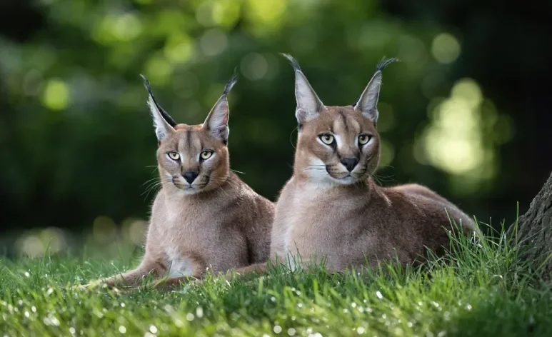 Algumas raças de gatos domésticos carregam traços selvagens