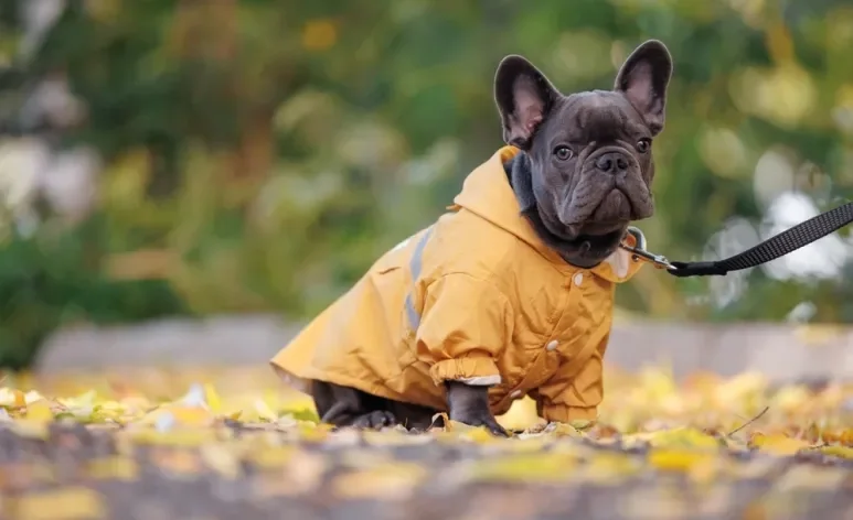 Passear com cachorro em dias chuvosos exige cuidados especiais