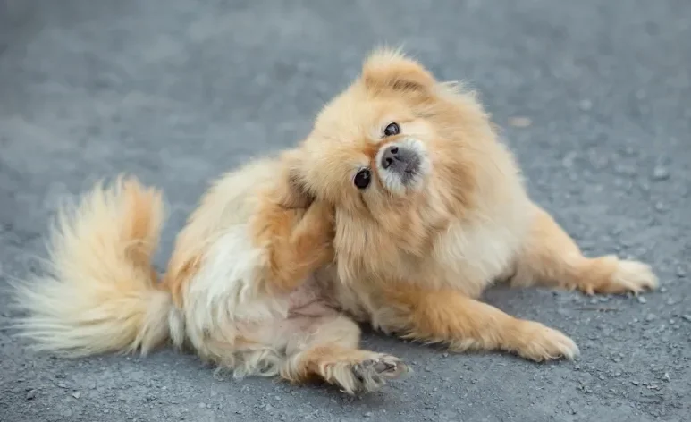 A alergia em cachorro pode ser causada por várias coisas