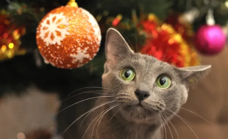 Montar uma árvore de Natal para gatos é algo que exige certos cuidados