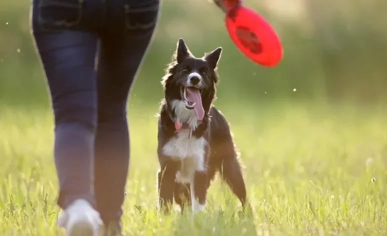 O Border Collie é tão inteligente que pode ter um extenso vocabulário