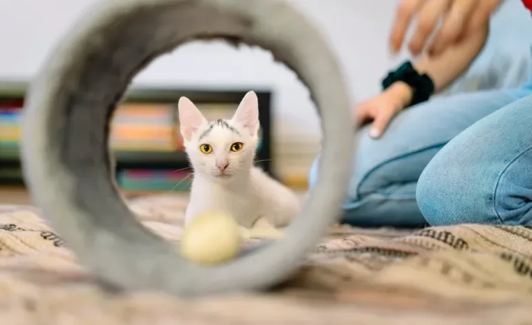 O túnel é um dos melhores brinquedos para gatos