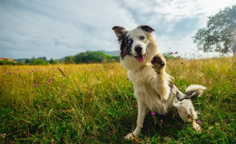 Os cachorros são capazes de ajudar a sociedade com suas habilidades únicas 