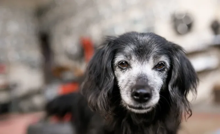 O cachorro idoso precisa de cuidados especiais na velhice