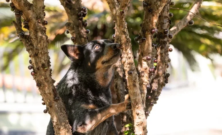 O cachorro pode comer jabuticaba, desde que seja oferecida com moderação