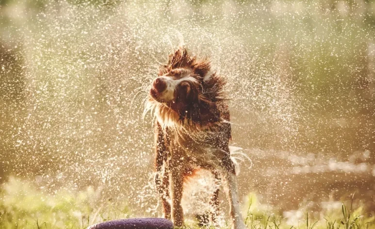 Os cachorros se sacodem por causa de um receptor que é ativado