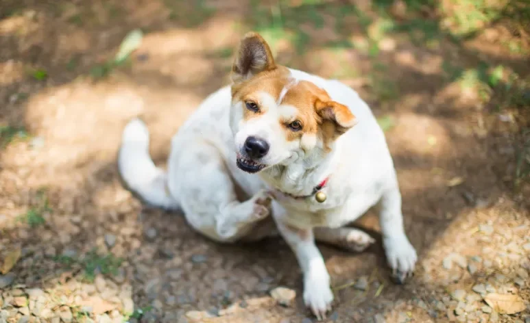 Tirar carrapato em cachorro é importante para a saúde e bem-estar do animal 