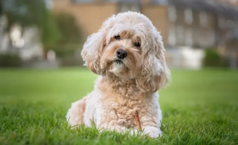 A maneira como o cérebro de cachorro funciona pode te surpreender