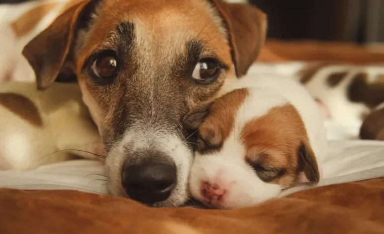 O filhote de cachorro só pode ser separado da ninhada e da mãe depois de dois meses