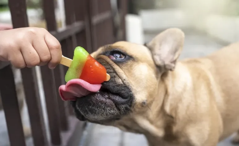 As frutas para cachorro são cheios de benefícios para o organismo animal