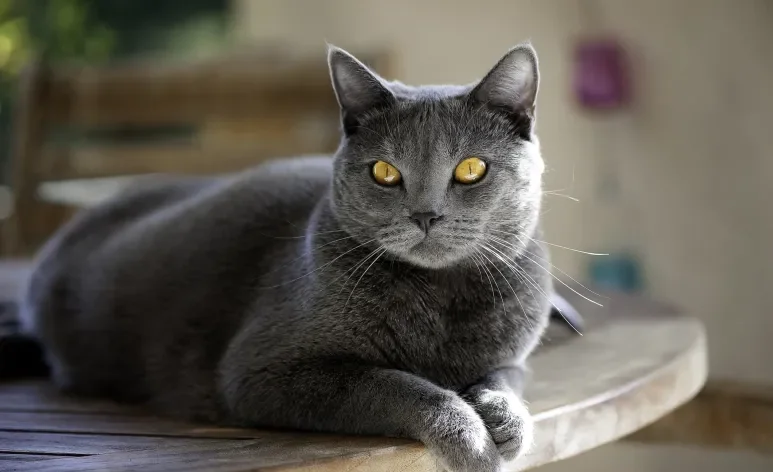 O gato Chartreux é a companhia perfeita para quem busca um felino tranquilo e sociável 