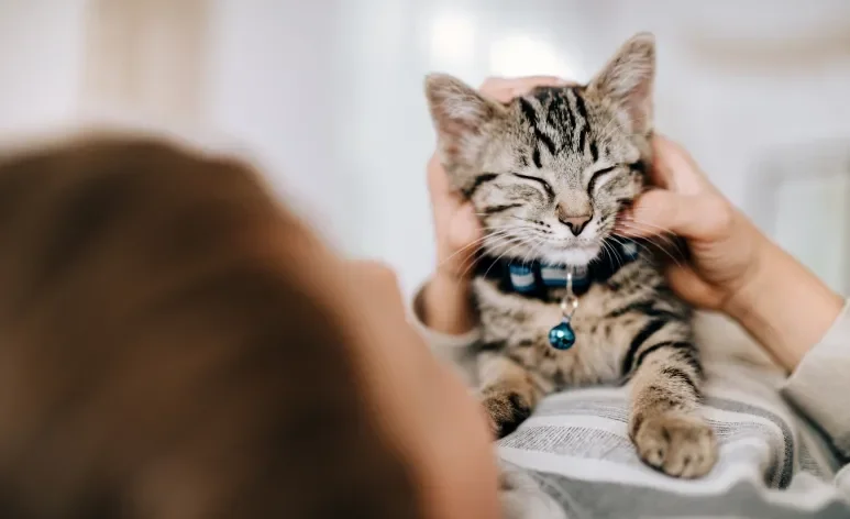 O segredo para a felicidade do gato está escondido em uma atitude muito simples