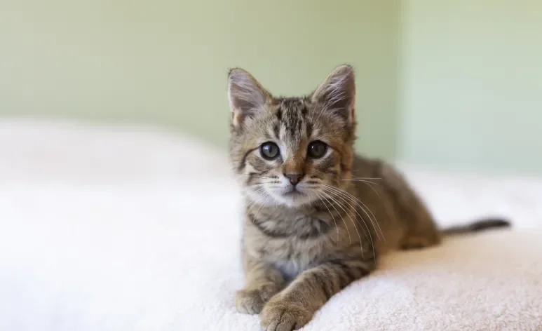 O gato filhote passa por diferentes fases de desenvolvimento até se tornar um adulto