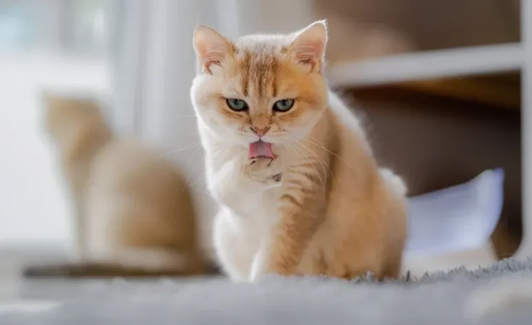 O gato se lambendo muito deve servir de alerta para os tutores