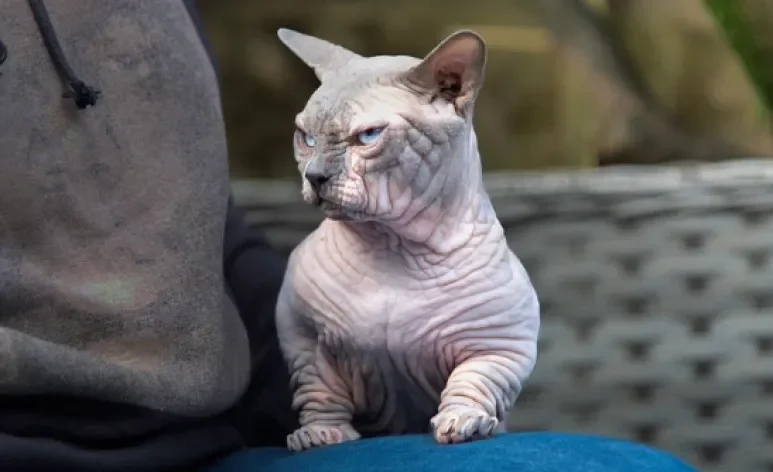 O gato Bully XL tem uma aparência intimidante e um corpo incrivelmente musculoso (Créditos: Instagram/@bullycatsuk)