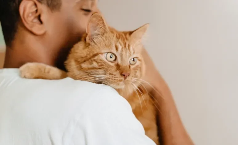 A relação com seu gato vai melhorar muito se você seguir essas dicas