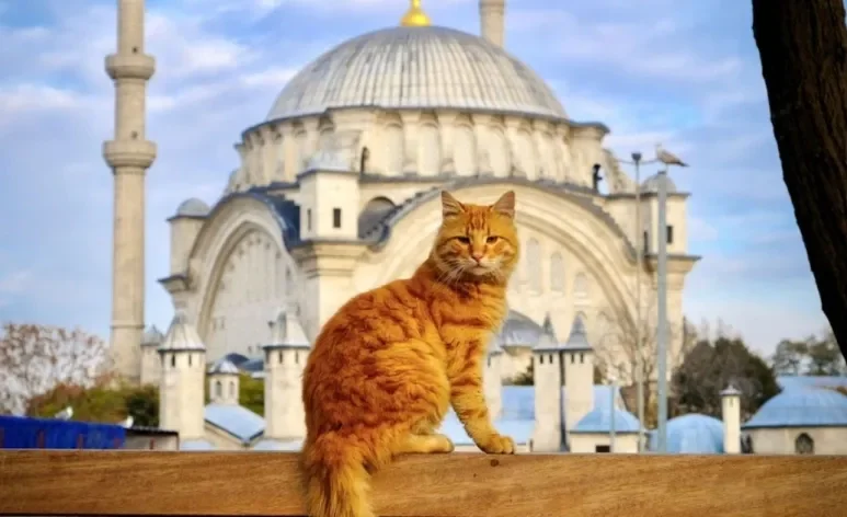 Em algumas cidades, os gatos são grandes estrelas