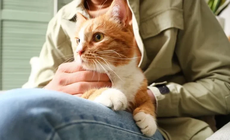 Ter um gato pode ser um ótimo aliado da saúde humana