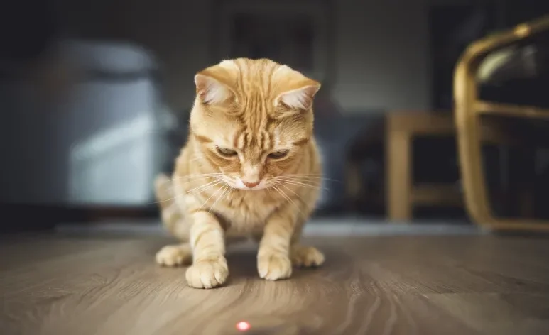 O laser para gato é um brinquedo polêmico entre os gateiros 