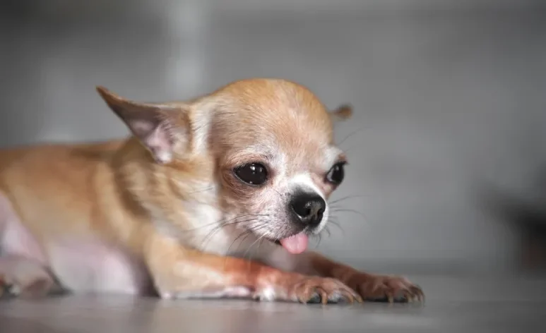 A parvovirose canina é uma doença muito séria que afeta o sistema gastrointestinal dos cães e pode ser fatal