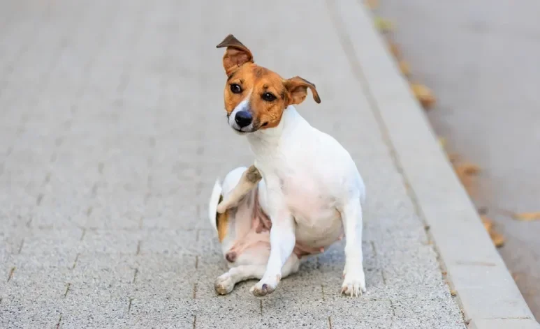 A pulga de cachorro é um problema que pode ser contornado com algumas dicas