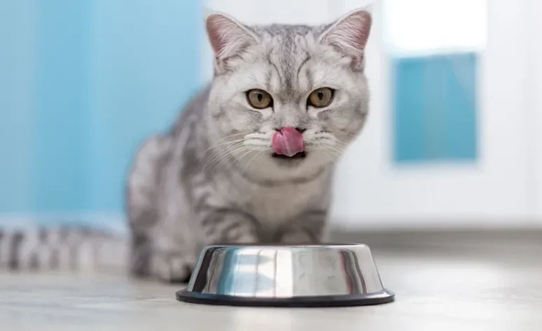 Alimentação tem tudo a ver com quanto tempo vive um gato