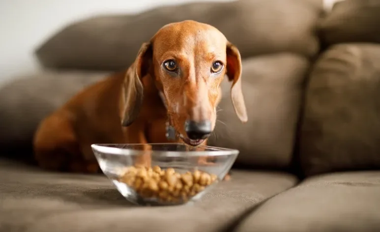 A ração para cachorro cardiopatas tem uma formulação diferenciada