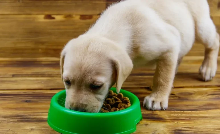 A ração para cachorro filhote contém todos os nutrientes que o pet precisa para se manter saudável 