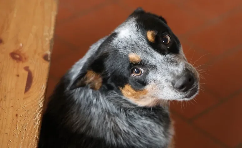 Quase todas as raças de cachorro inteligentes e corajosas foram criadas para pastorear ou proteger 