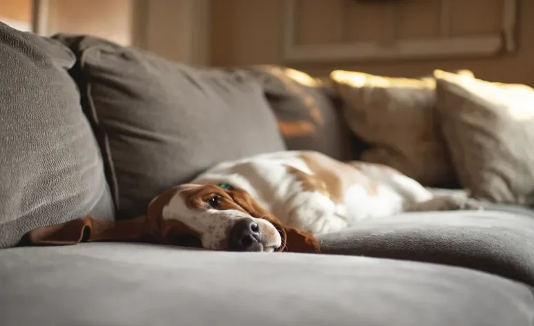 Confira quais são as raças de cachorro que lidam bem com a ausência do tutor