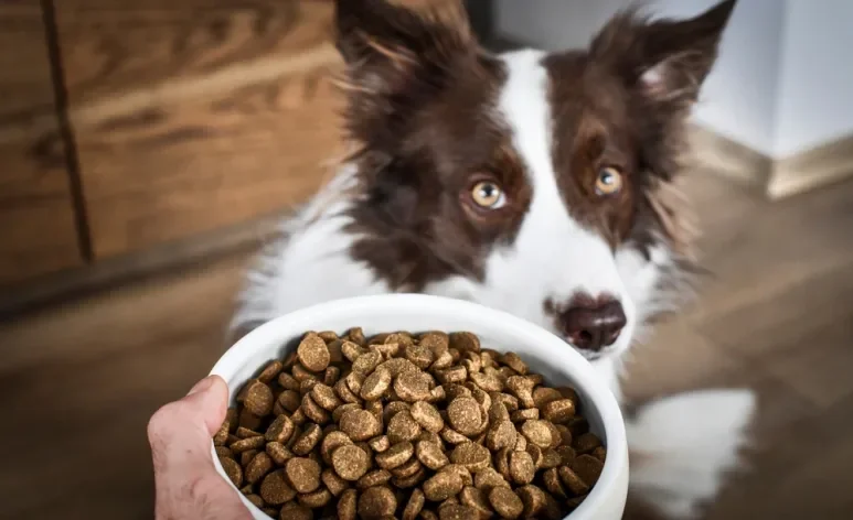 Uma boa ração de cachorro contém nutrientes, como o ômega 3, que ajudam a retardar o envelhecimento do pet