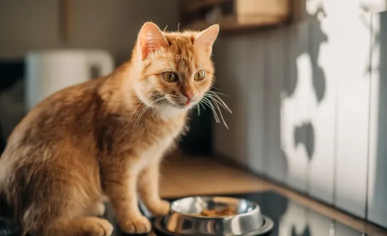 O sachê para gatos renais tem vários benefícios para a saúde 