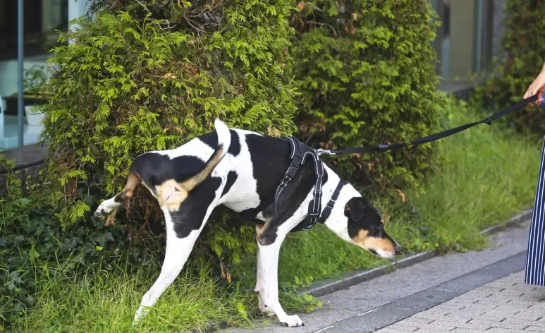 O xixi de cachorro é usado para marcar território