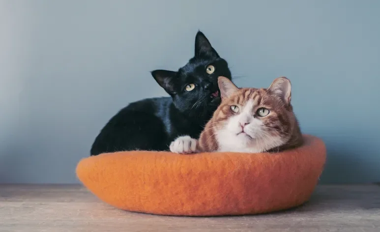 Adotar gato pode ser o estímulo que seu gatinho antigo precisa