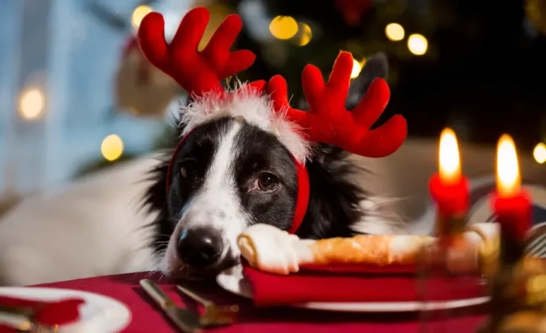 Vários alimentos podem ser prejudiciais para a saúde dos cães nessa época do ano